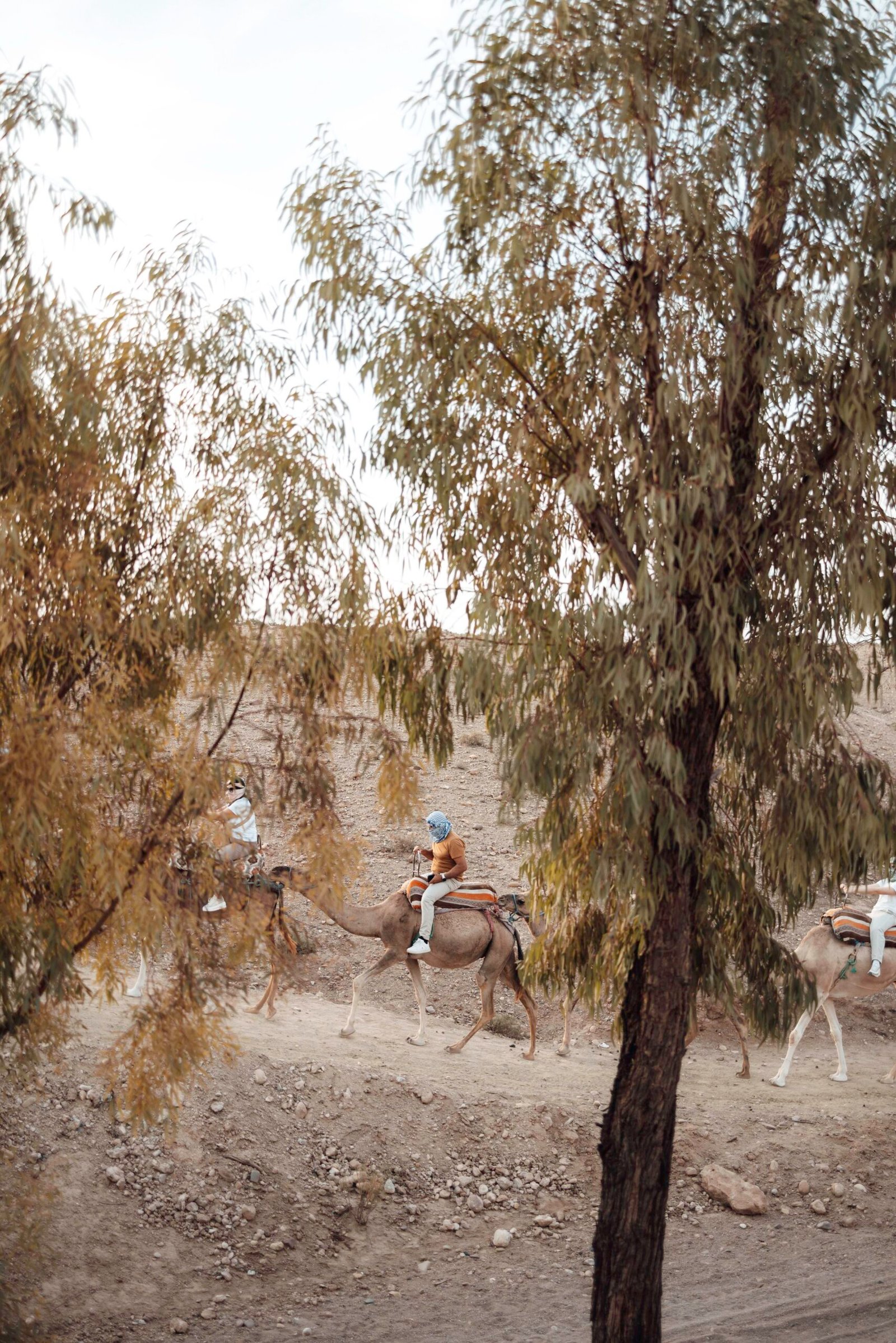 Panoramic camel route in Agafay